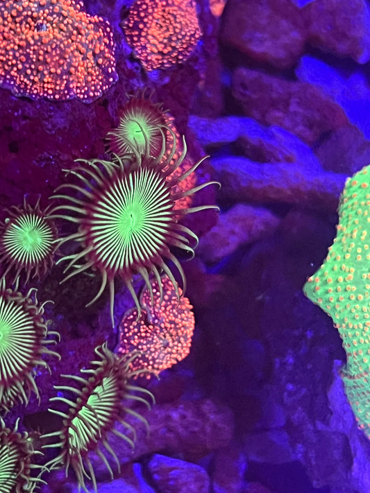 Venus Flytrap Paly