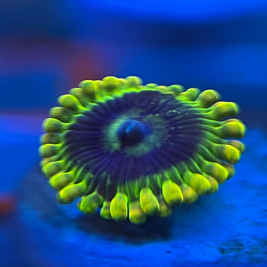 Rainbow Yoda Zoanthid