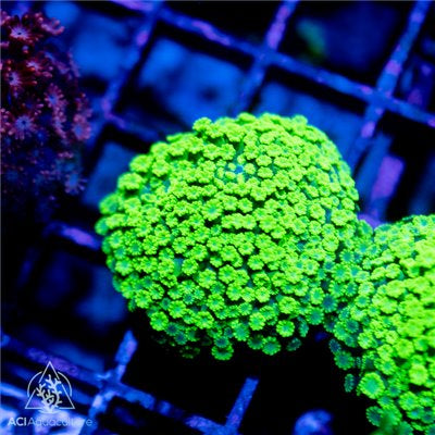 ACI Toxic Green Micro Alveopora