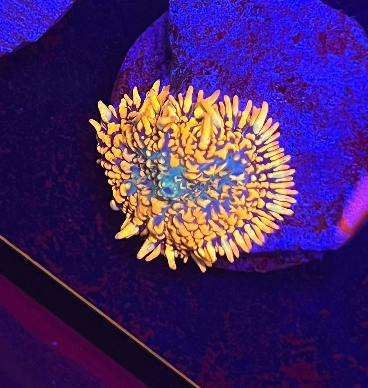 Aquaman Rhodactis