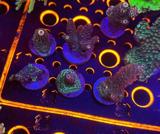 Assorted Acro Frags