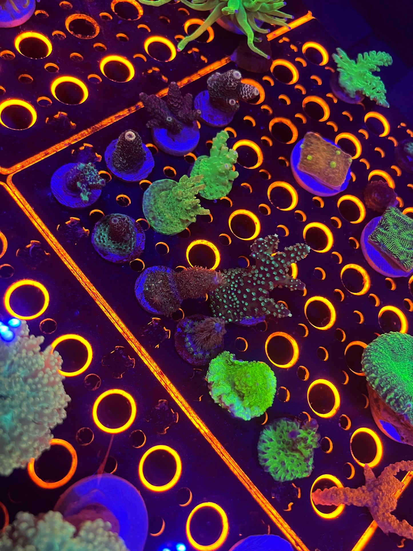 Assorted Acro Frag Pack 5pc