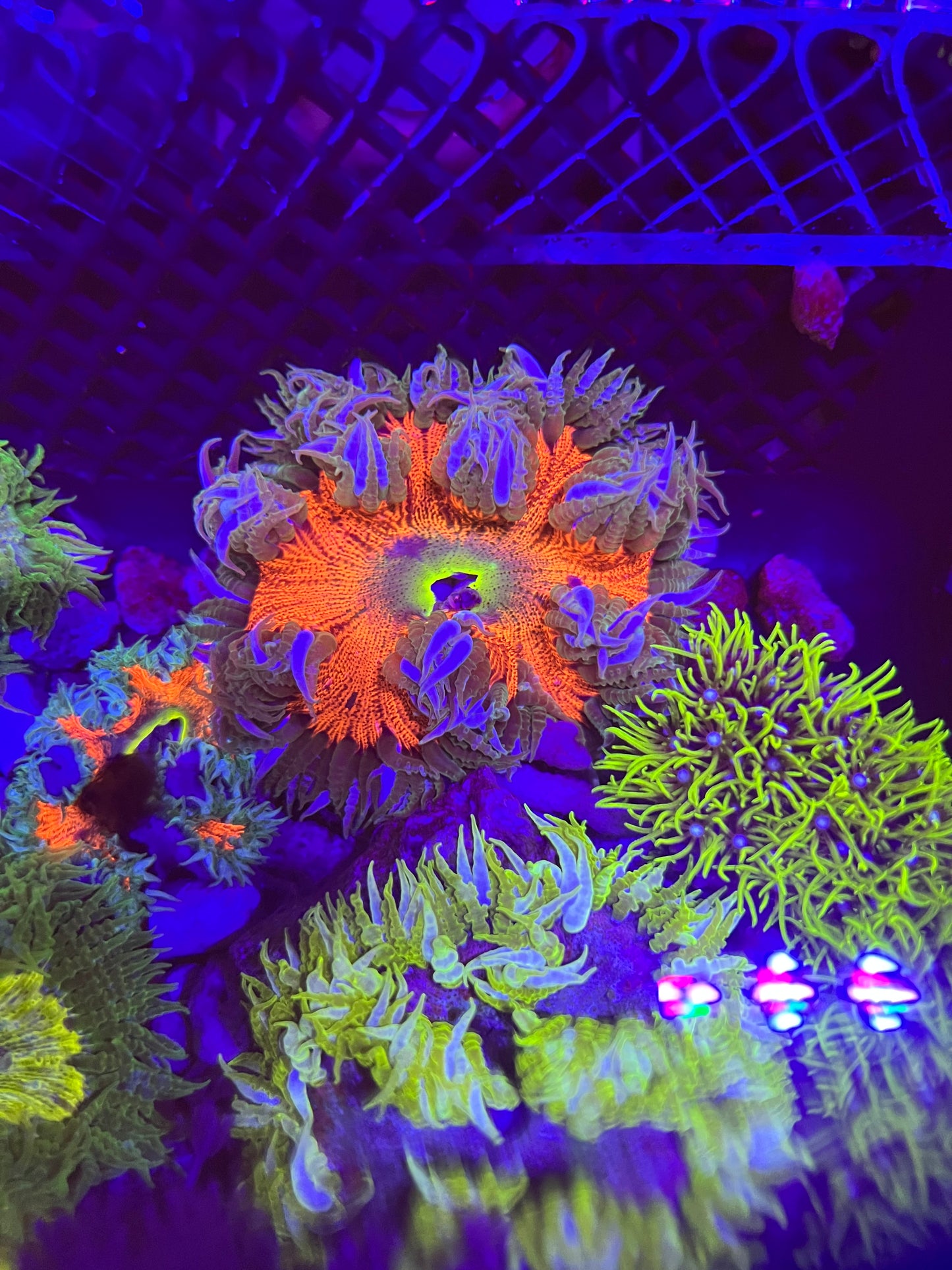 Rock Flower