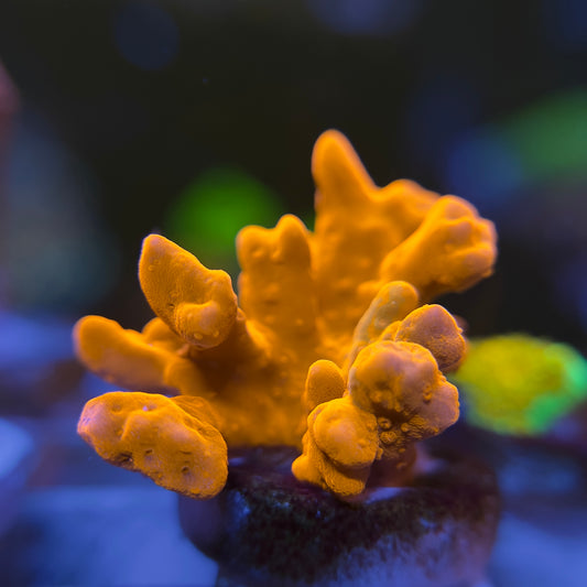 Montipora Setosa