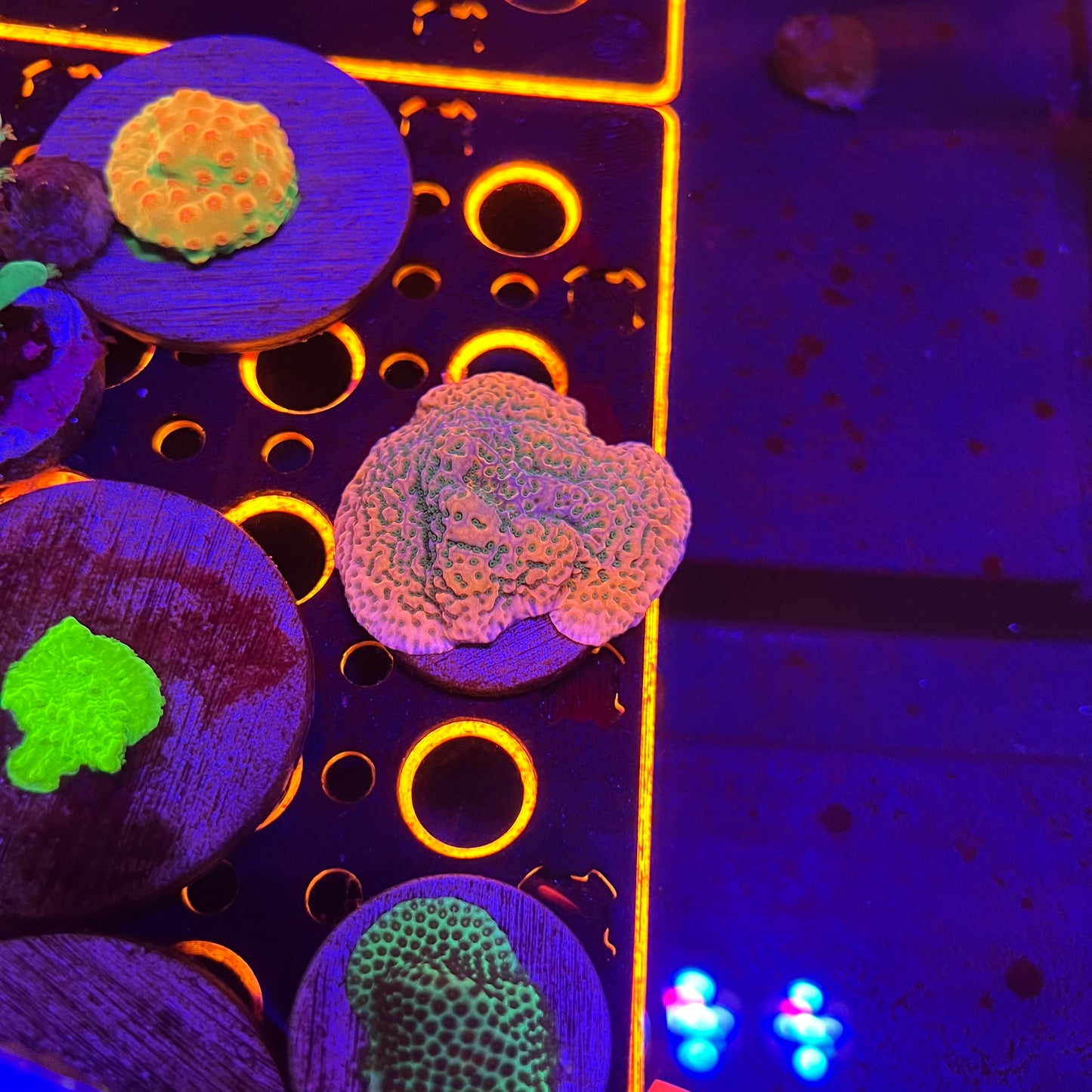 Barney the Dinosaur Montipora
