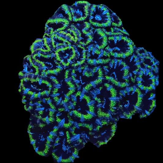 Emerald Eclipse Acan Lord
