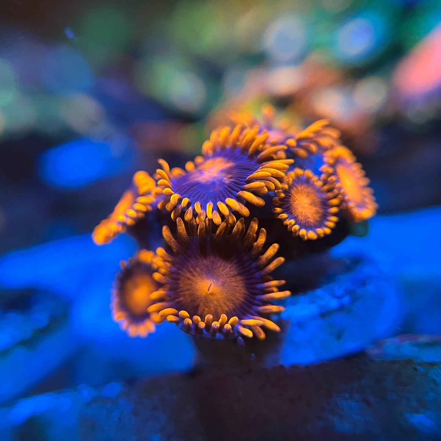 Bambam Zoanthids