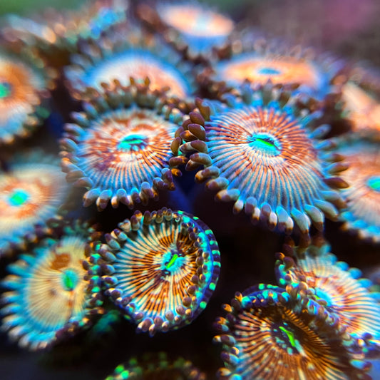 Salted Agave Zoanthid
