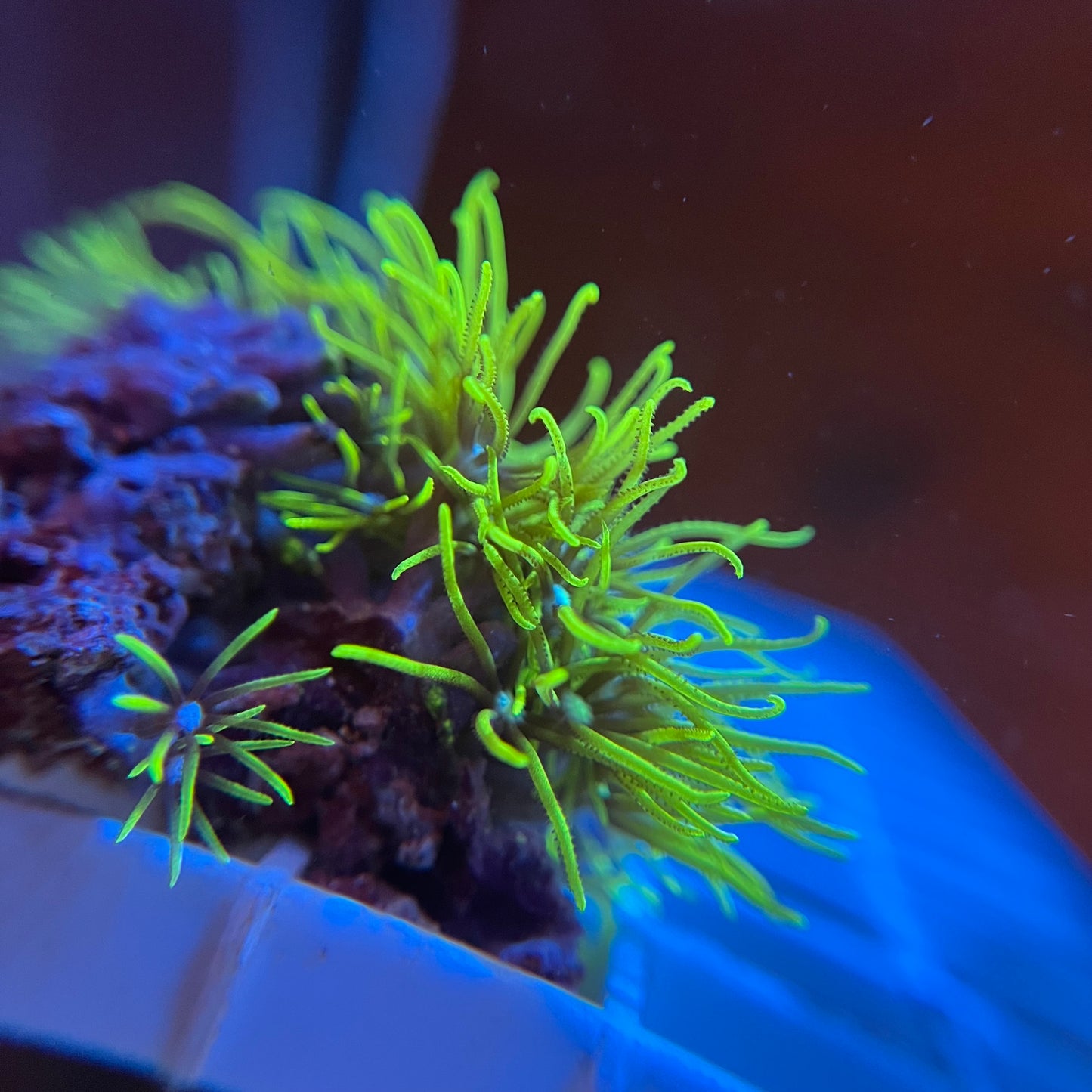 Hells Whip Green Star Polyp