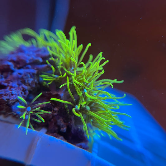 Hells Whip Green Star Polyp