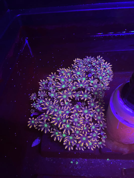 Firework Clove Polyp