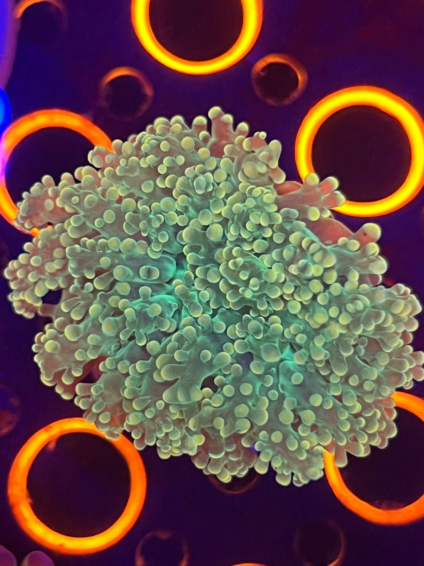 Orange Frogspawn Yaemensis