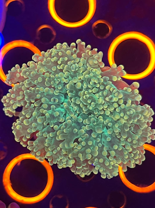 Orange Frogspawn Yaemensis
