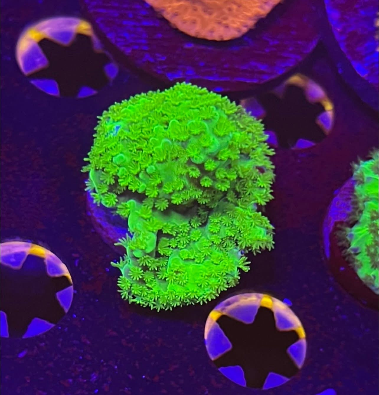 Acropora
