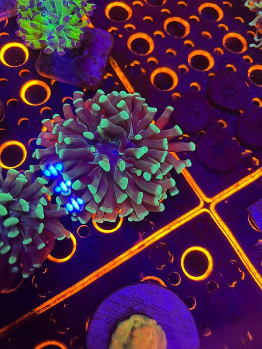 Green Tip Branching Hammer