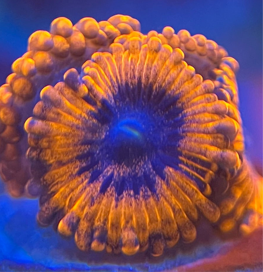 Lunar Eclipse Zoanthid
