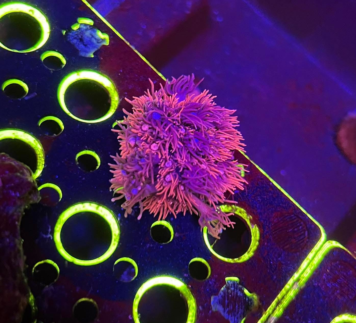ACI Pink Goniopora