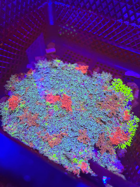Hellfire Anemone