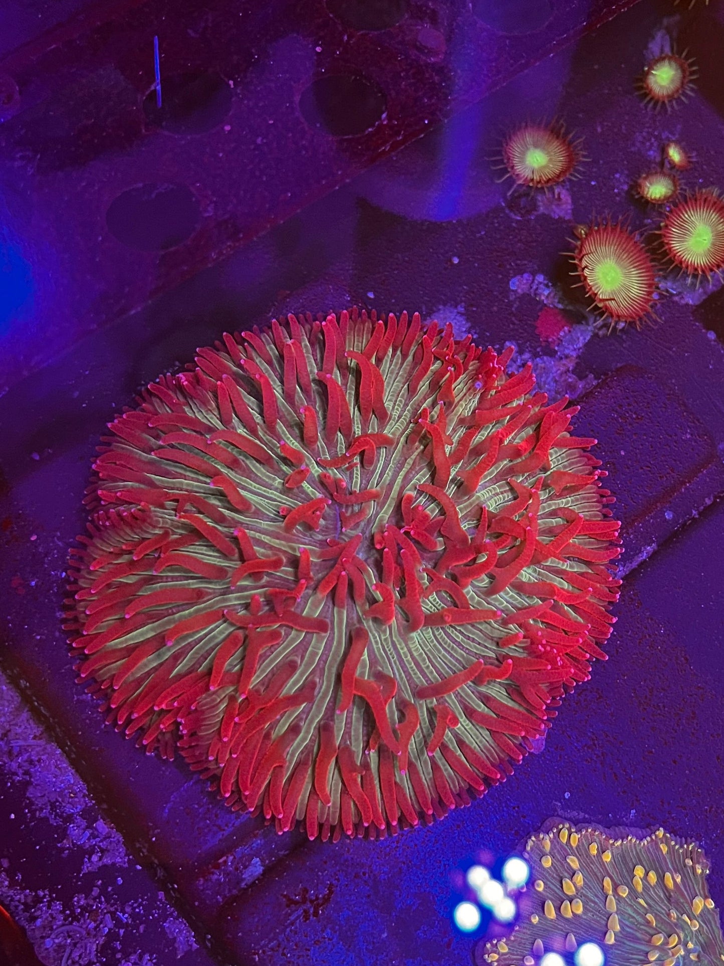 Diaseris Plate