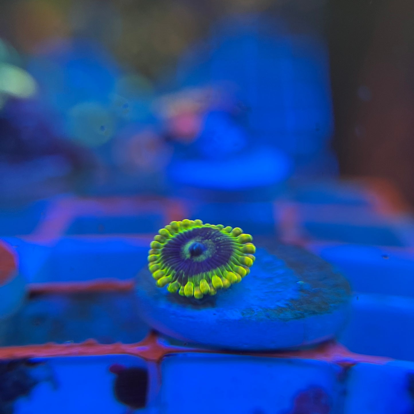 Rainbow Yoda Zoanthid