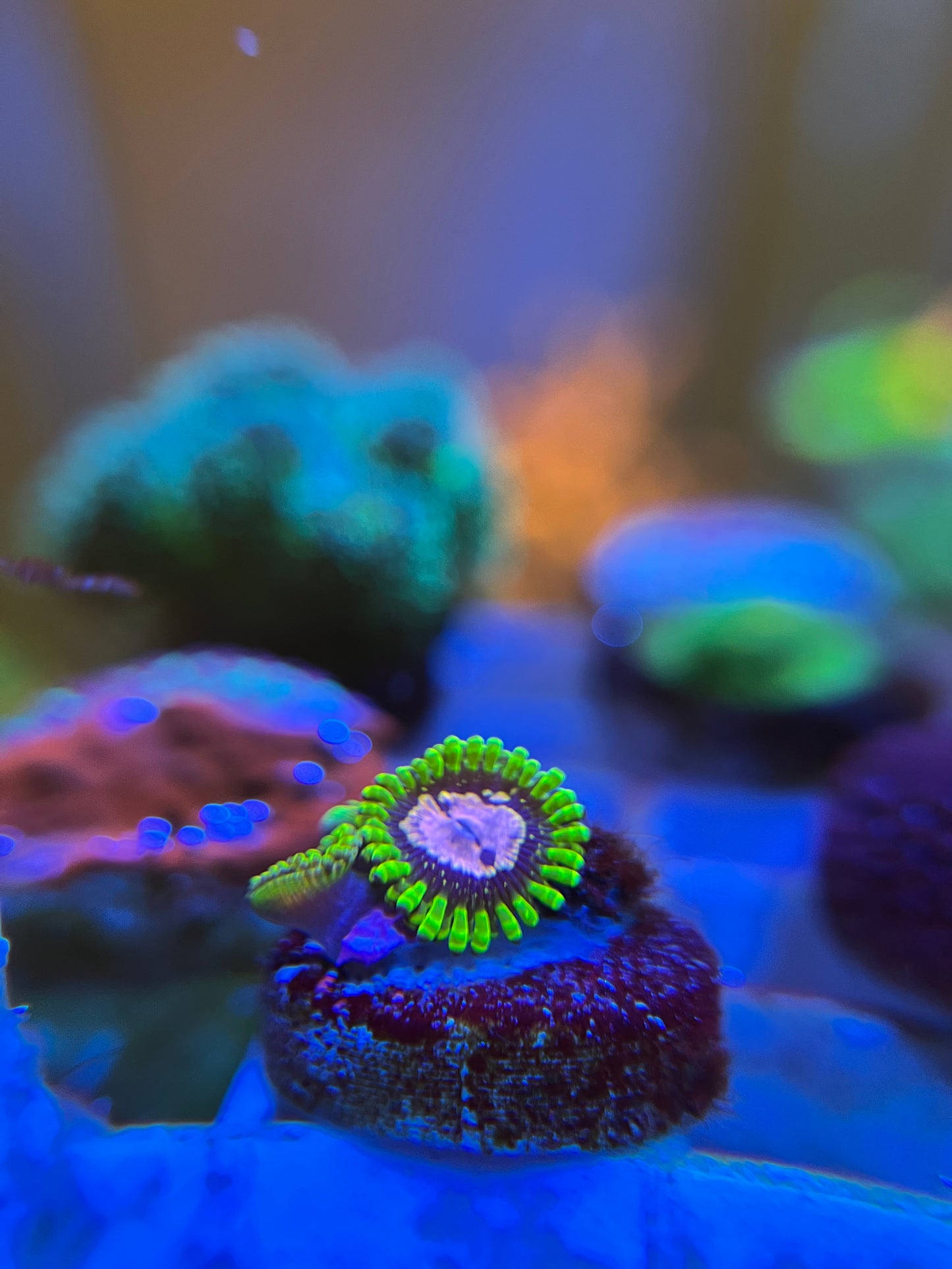 Purple Monster Zoanthid