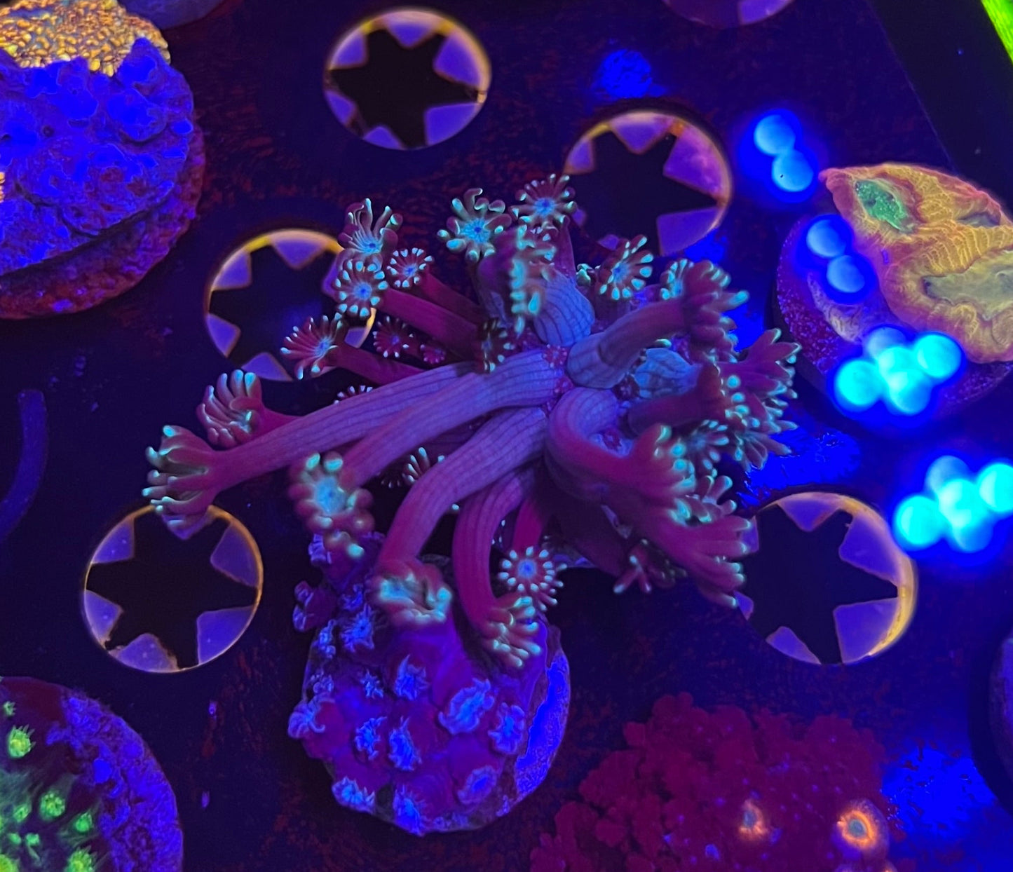 Blue Alveopora