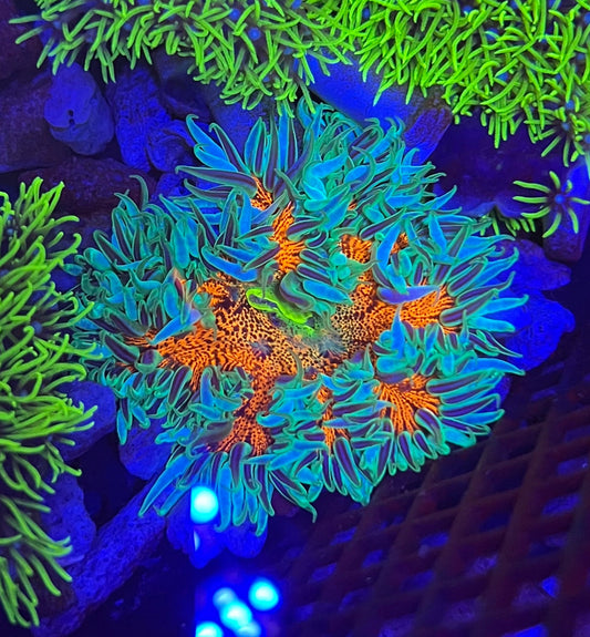 Rock Flower Anemone
