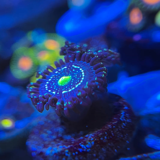 Blue Lagoon Zoanthid
