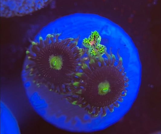 Bozo Birthday Zoanthid