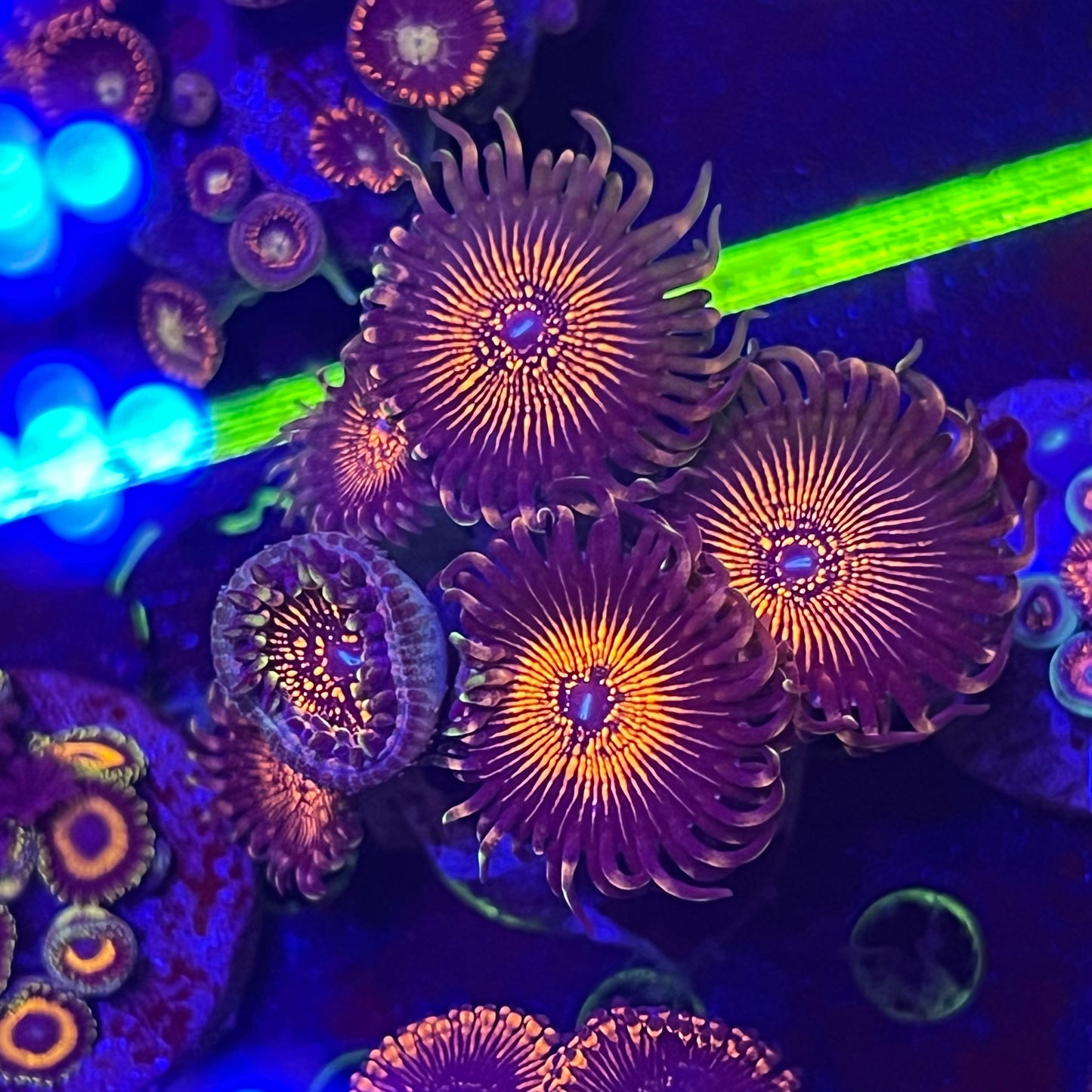 Nightcrawler Zoanthid