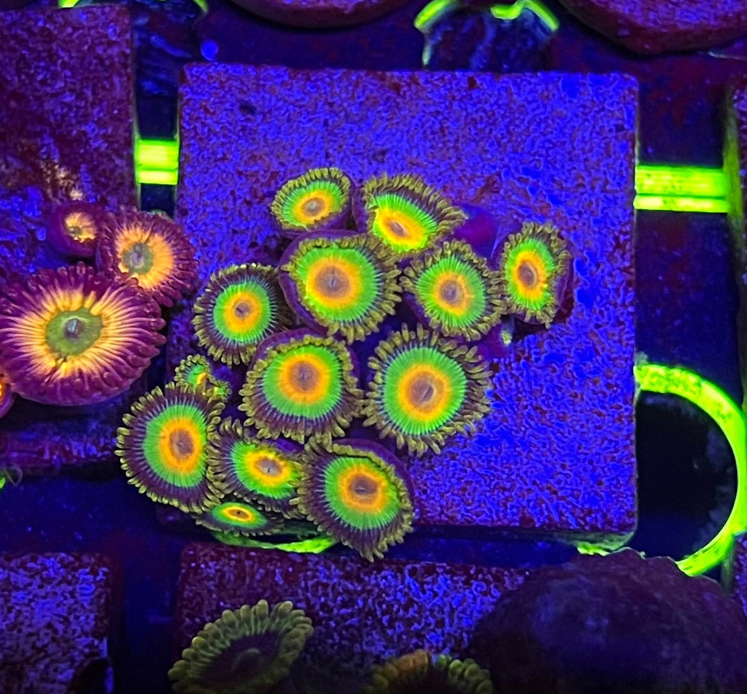 Rasta Zoanthid