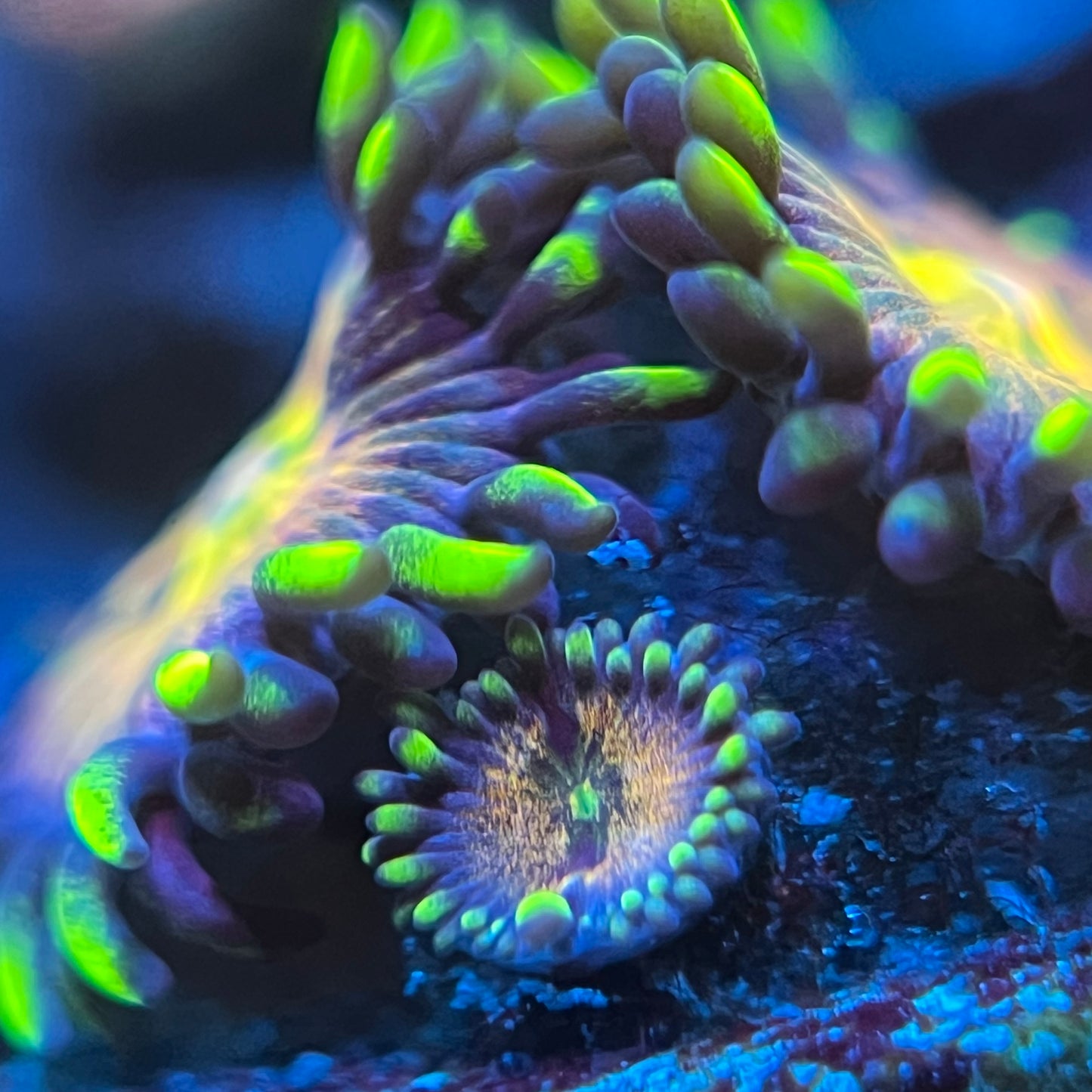 Nirvana Zoanthid