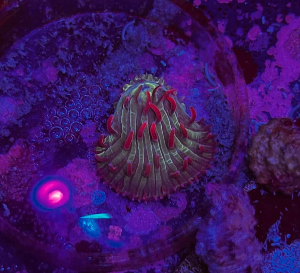 Watermelon Diaseris