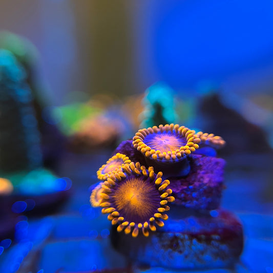 Bambam Zoanthids