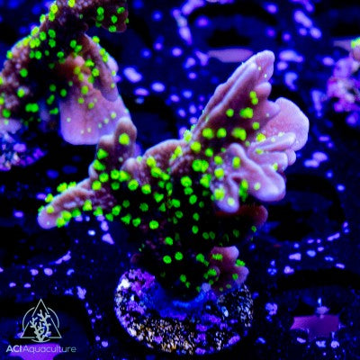 ACI Midnight Dynamite Montipora