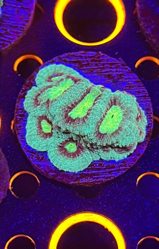 WWC Allstar Favia 1.5” plug