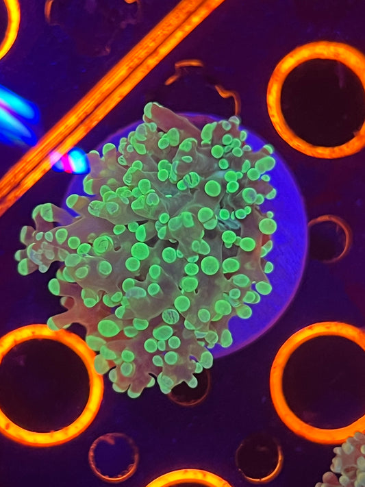 GREEN FROGSPAWN