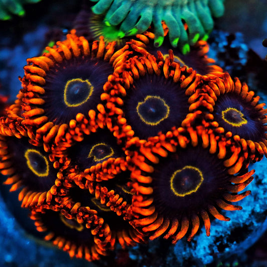 Rainbow Hornet Zoanthid