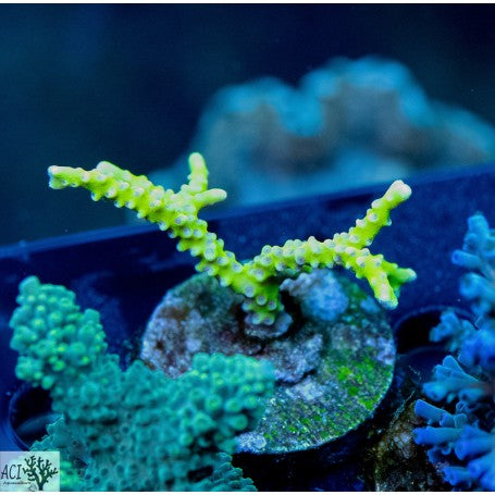 ACI Sour Apple Anacropora