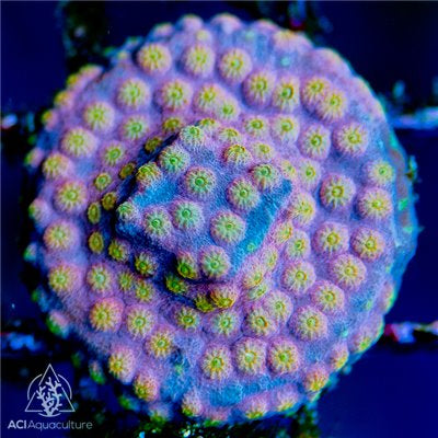 ACI Sunrise Cyphastrea