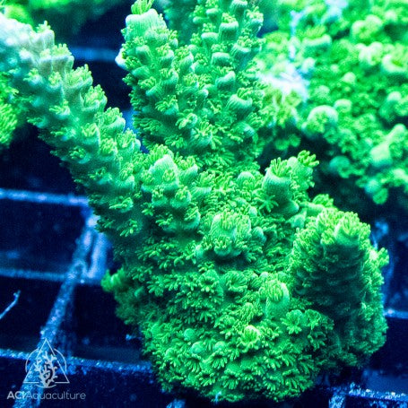 ACI Green Slimer Acropora