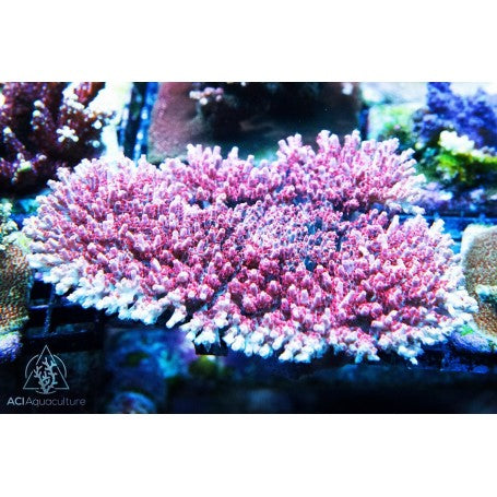 ACI Pink Panther Acro