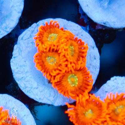 ACI Lorax Zoanthid