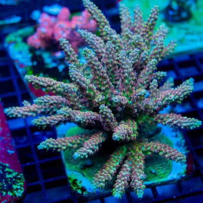 ACI Rainbow Road Acropora