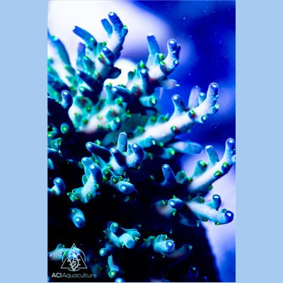 ACI Larry the Lokani Acropora
