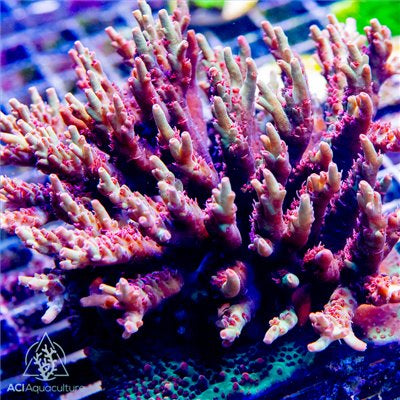 ACI Macna 09 Acropora