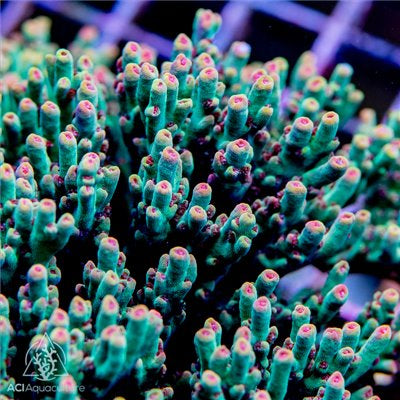 ACI Hyperberry Acropora