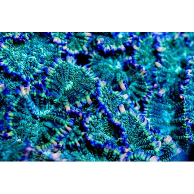 ACI Galaxy Bounce Mushroom