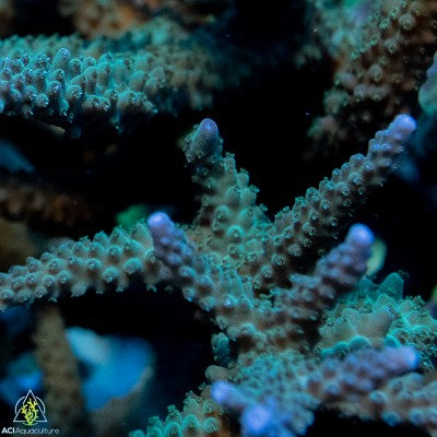 ACI Green w/Purple Tip Stag Acropora Formosa