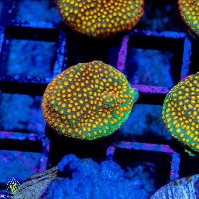ACI Sanjay's Fire Porites